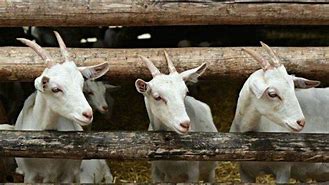 Arti Mimpi Kambing Beranak 3